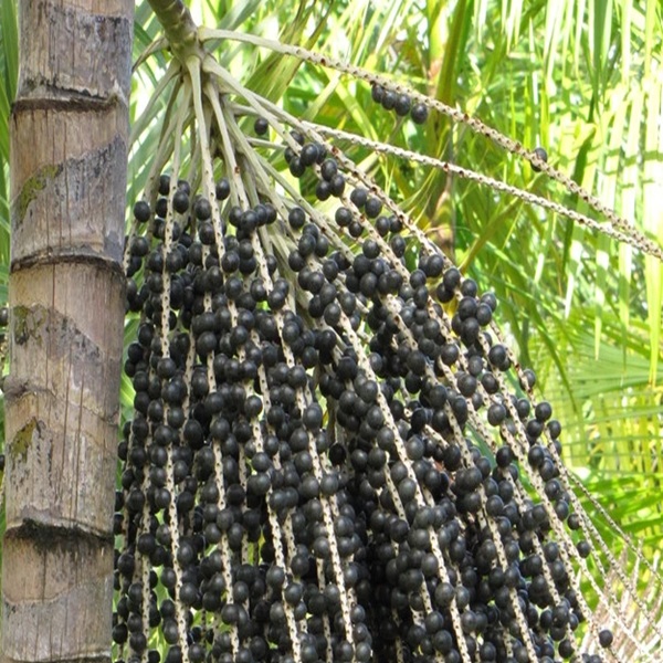 How to Grow Acai Berries
