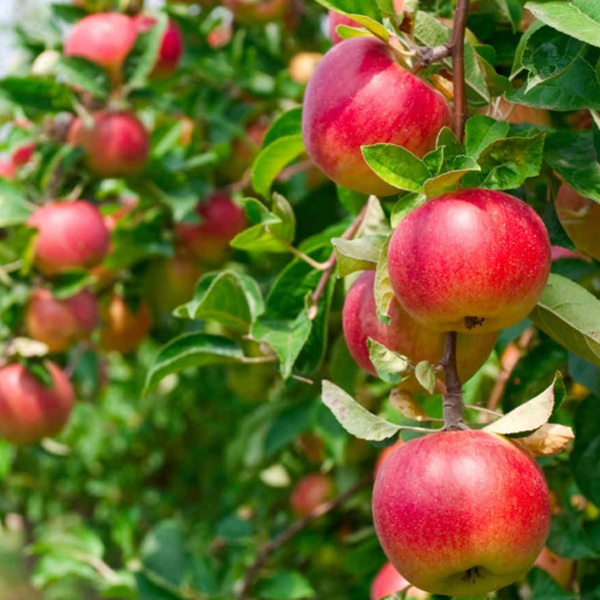 How to Grow Apples