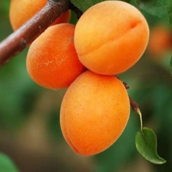 How to Grow Apricots
