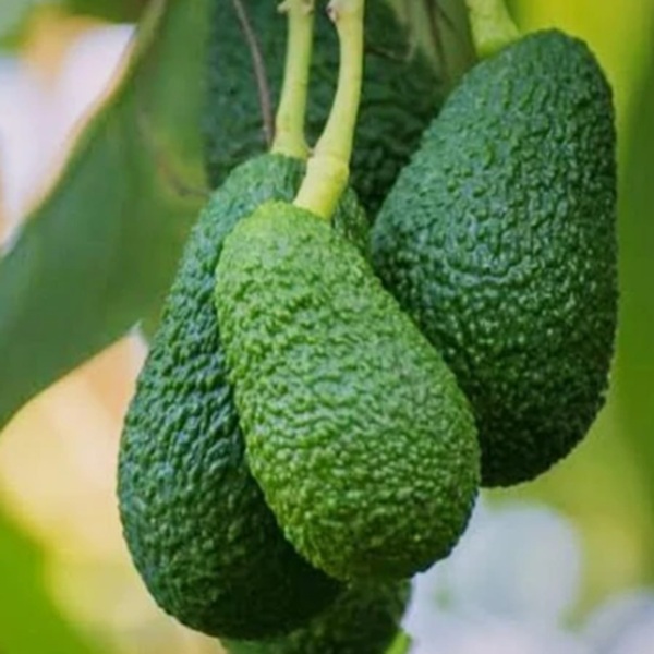How to Grow Avocados