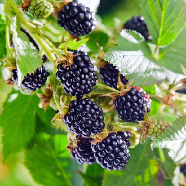 How to Grow Blackberries