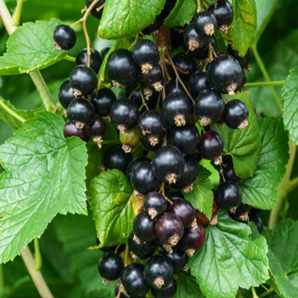 How to Grow Blackcurrants