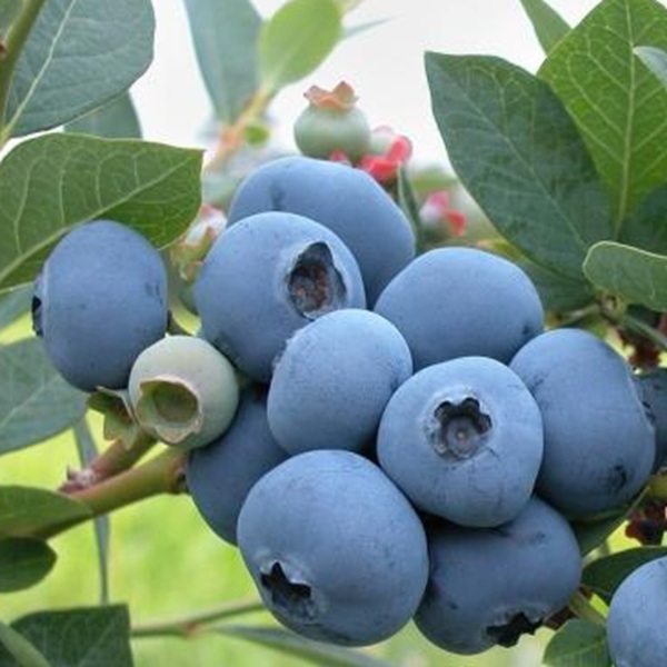 How to Grow Blueberries