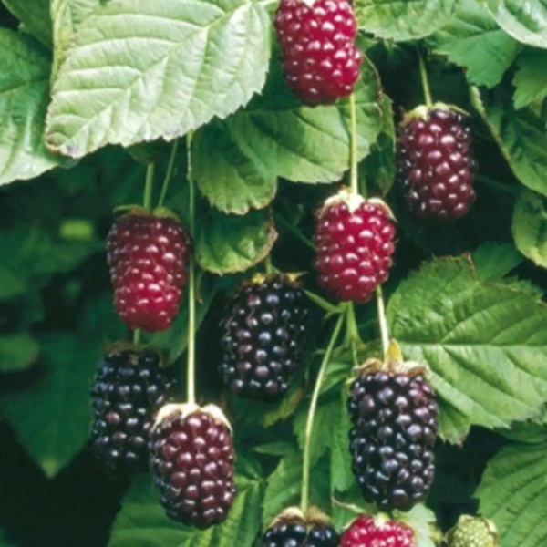 How to Grow Boysenberries