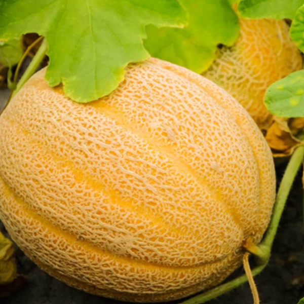 How to Grow Cantaloupes