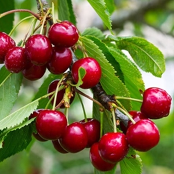 How to Grow Cherries