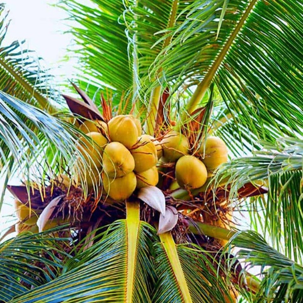 How to Grow Coconuts