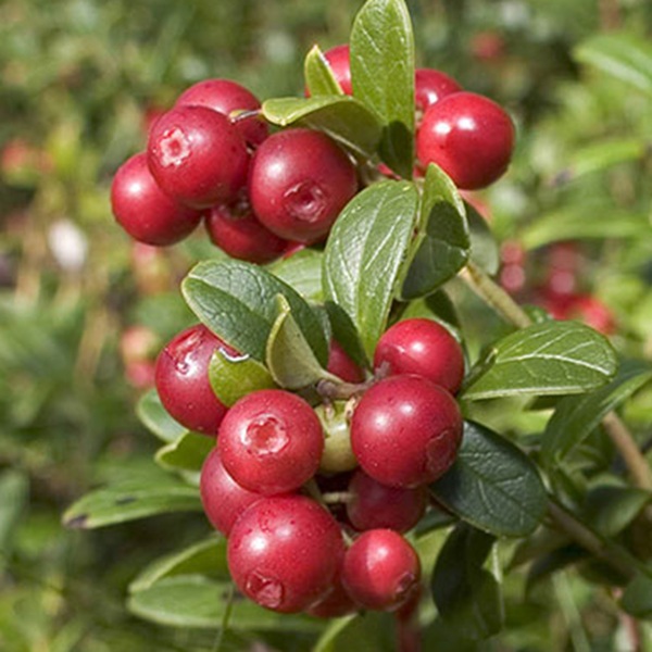 How to Grow Cranberries