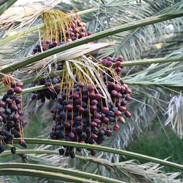 How to Grow Dates