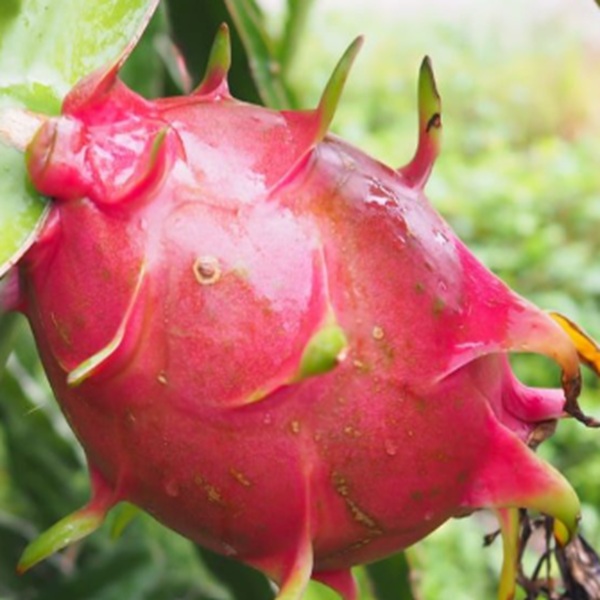 How to Grow Dragon Fruits