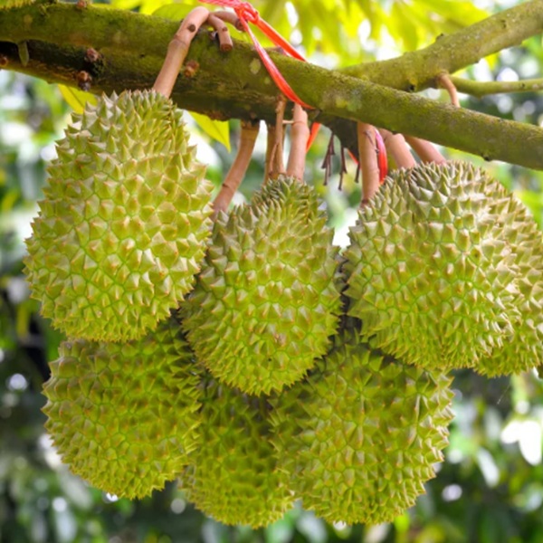 How to Grow Durians
