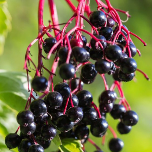 How to Grow Elderberries