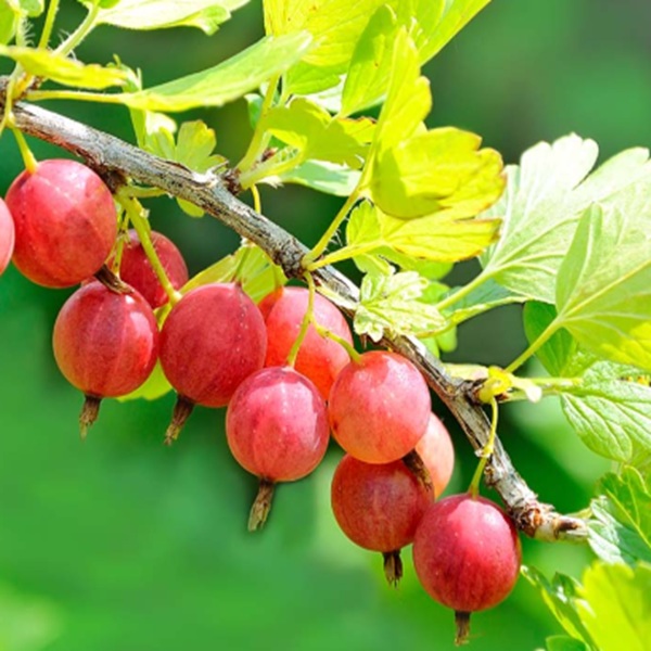 How to Grow Gooseberries
