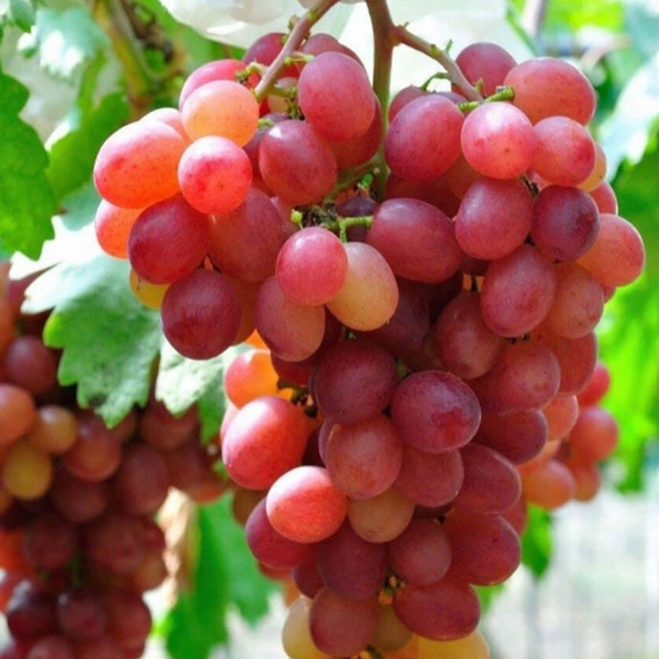How to Grow Grapes