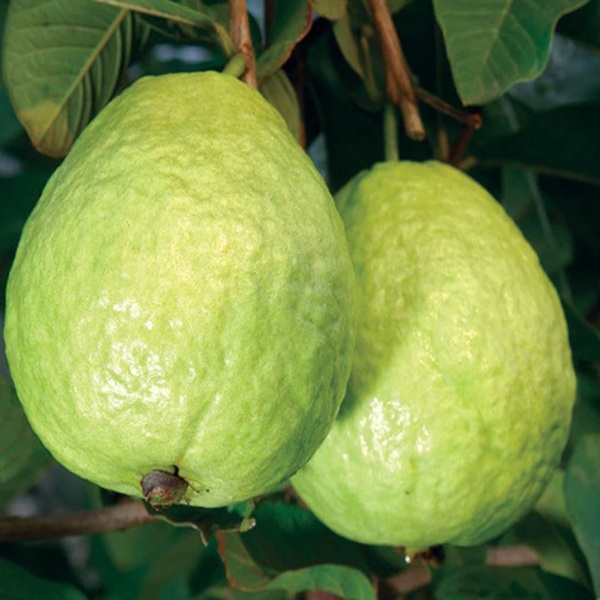 How to Grow Guavas