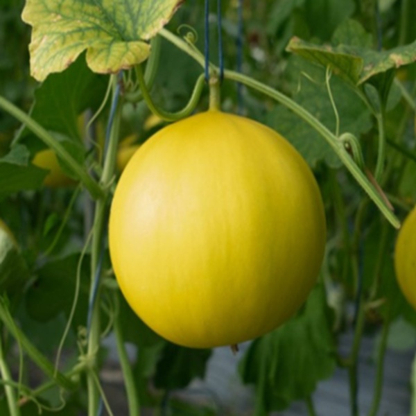 How to Grow Honeydew Melons
