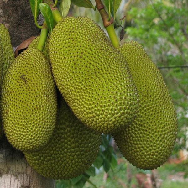 How to Grow Jackfruit