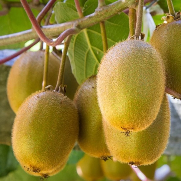 How to Grow Kiwis