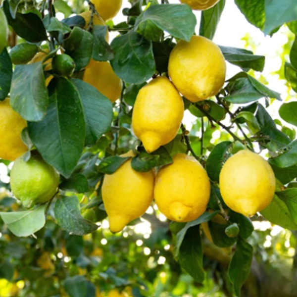 How to Grow Lemons
