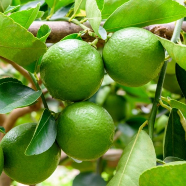 How to Grow Limes