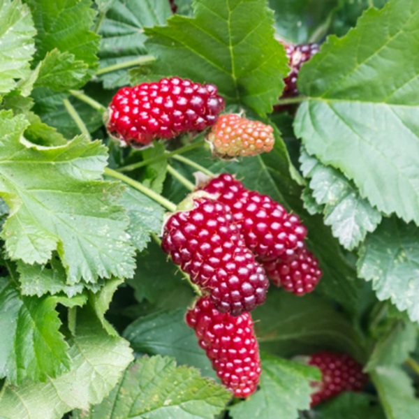 How to Grow Loganberries