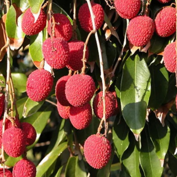 How to Grow Lychees