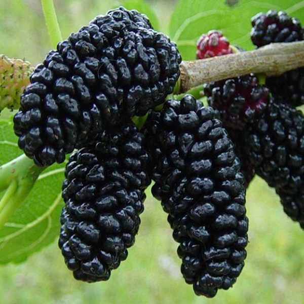How to Grow Mulberries