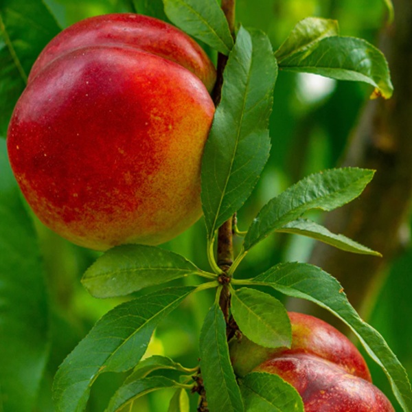How to Grow Nectarines