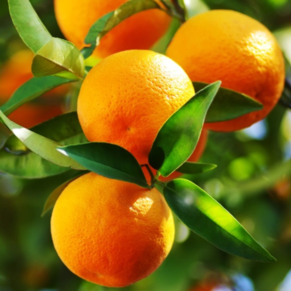 How to Grow Oranges
