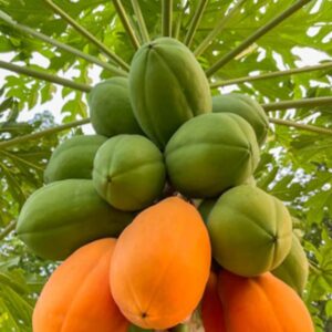 How to Grow Papayas