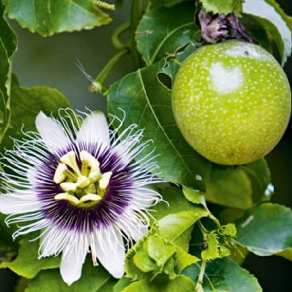 How to Grow Passion Fruits