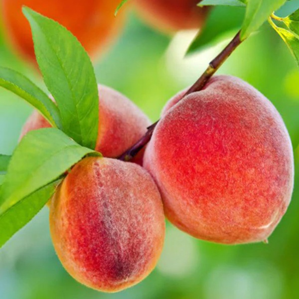 How to Grow Peaches