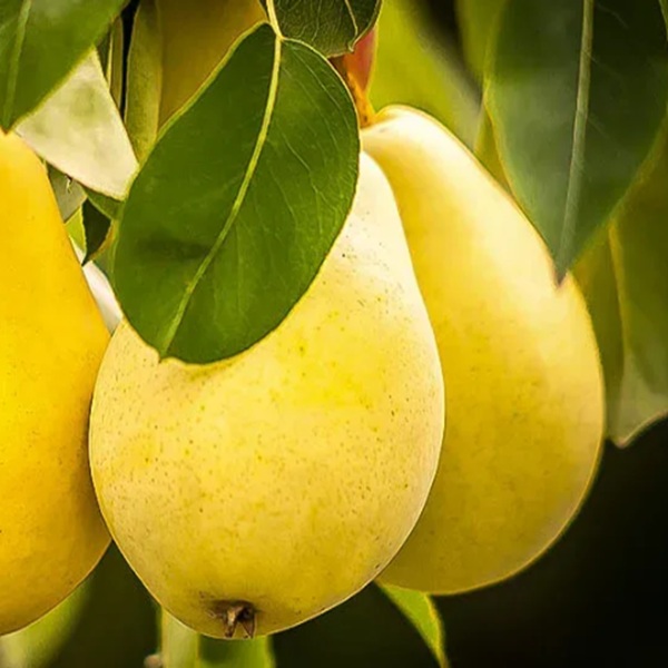 How to Grow Pears