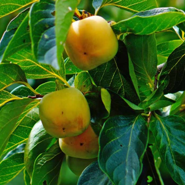 How to Grow Persimmons