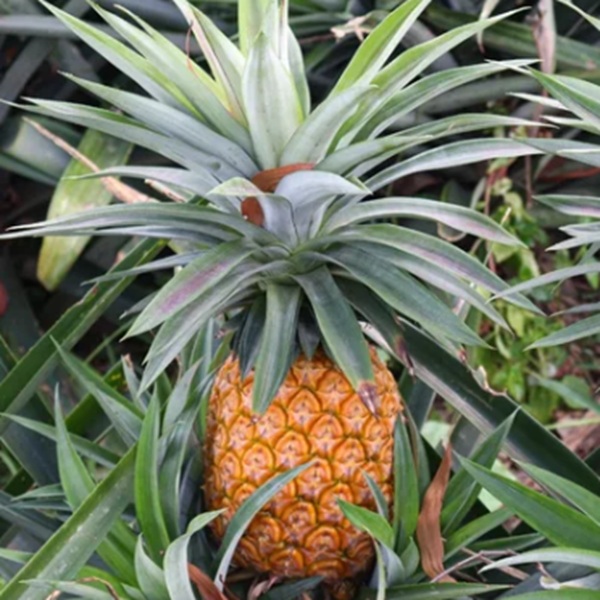 How to Grow Pineapples