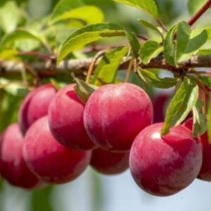 How to Grow Plums
