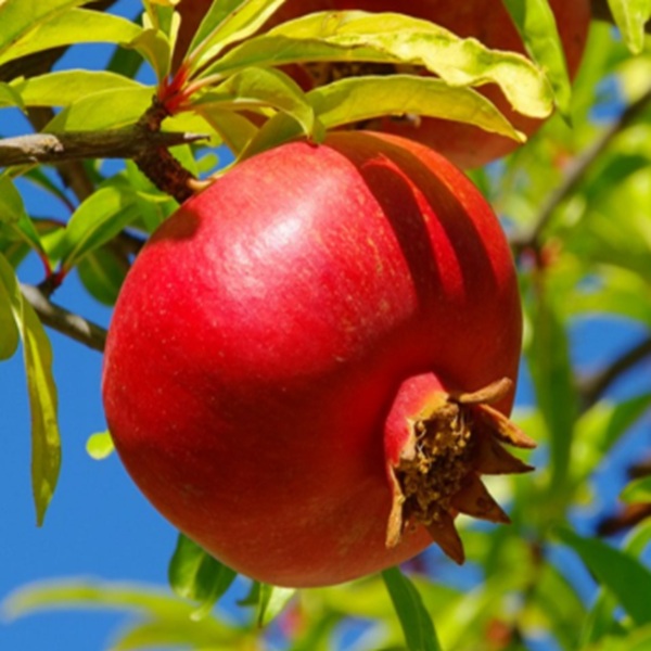 How to Grow Pomegranates
