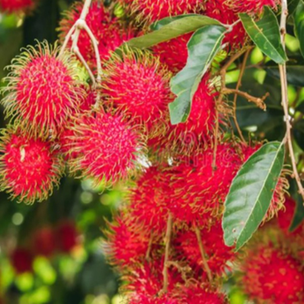 How to Grow Rambutans