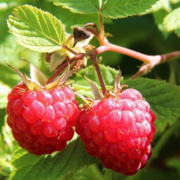 How to Grow Raspberries