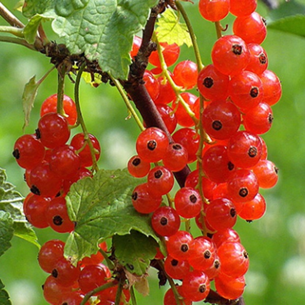 How to Grow Redcurrants