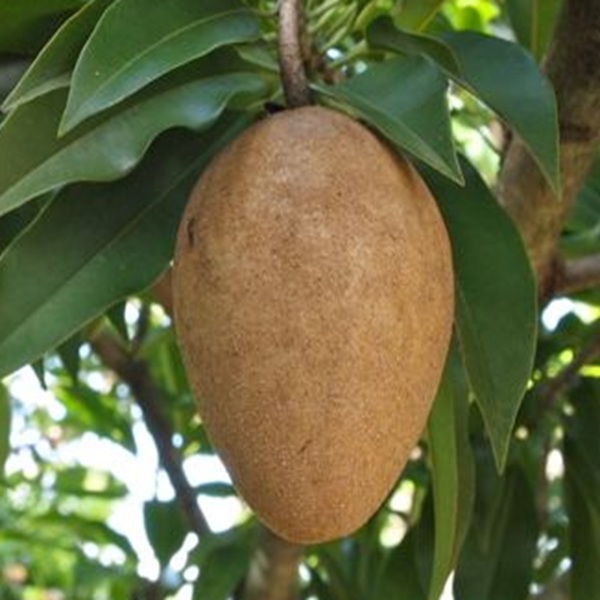 How to Grow Sapodillas