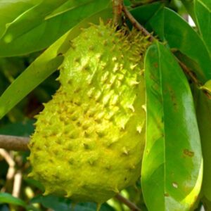 How to Grow Soursops