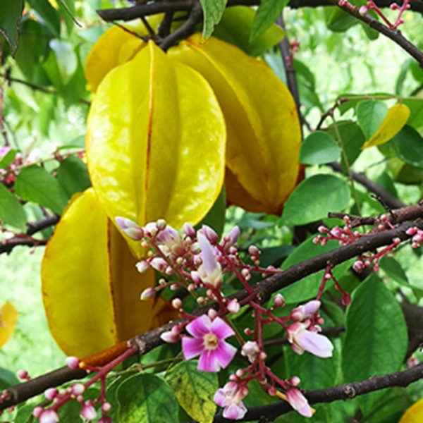 How to Grow Star Fruits