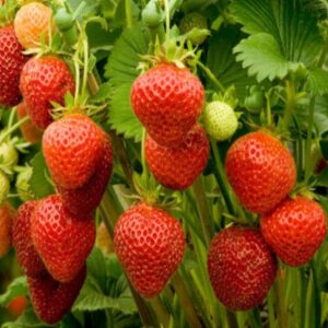 How to Grow Strawberries