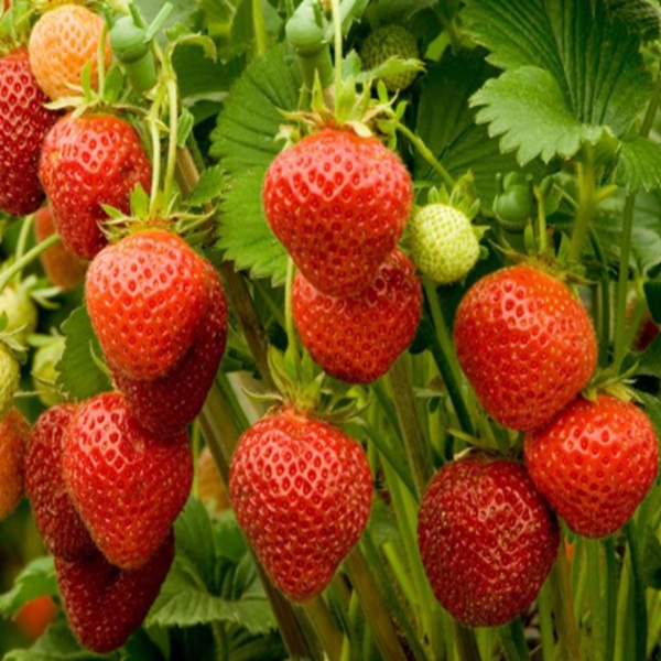 How to Grow Strawberries