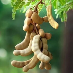 How to Grow Tamarinds