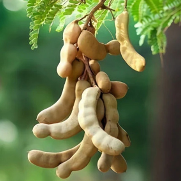 How to Grow Tamarinds