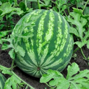 How to Grow Watermelons