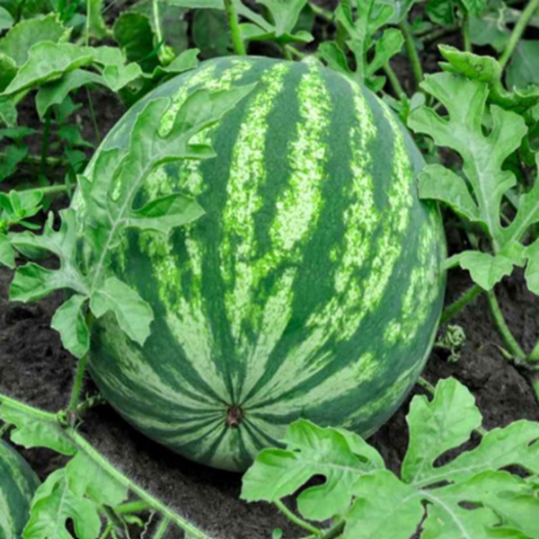 How to Grow Watermelons